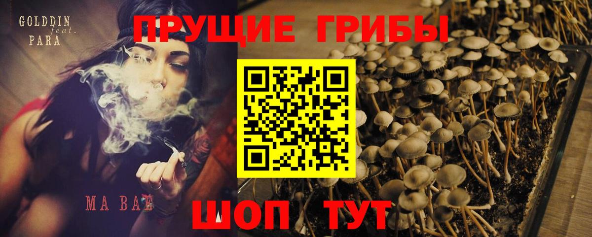 Галлюциногенные грибы Psilocybine cubensis  Вход с VPN  Углич 